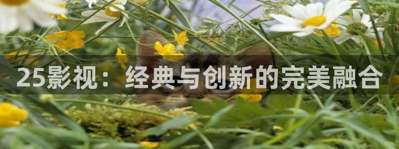 麻豆91高清