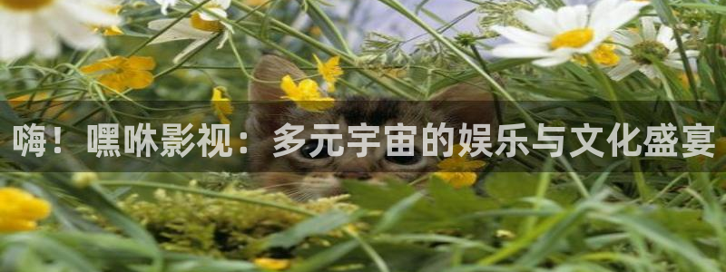 麻豆免费高清电影